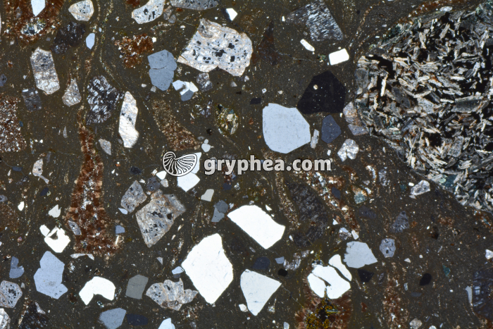 Rhyolite LPA x3,5 - gryphea.com